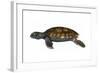 Green Sea Turtle-null-Framed Art Print