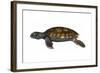 Green Sea Turtle-null-Framed Art Print