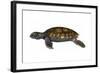 Green Sea Turtle-null-Framed Art Print