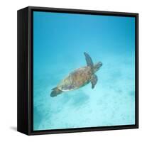 Green Sea Turtle-DLILLC-Framed Stretched Canvas