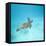 Green Sea Turtle-DLILLC-Framed Stretched Canvas