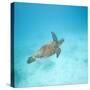 Green Sea Turtle-DLILLC-Stretched Canvas