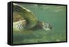 Green Sea Turtle-DLILLC-Framed Stretched Canvas