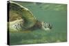 Green Sea Turtle-DLILLC-Stretched Canvas