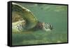 Green Sea Turtle-DLILLC-Framed Stretched Canvas