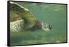 Green Sea Turtle-DLILLC-Framed Stretched Canvas