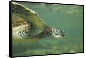 Green Sea Turtle-DLILLC-Framed Stretched Canvas
