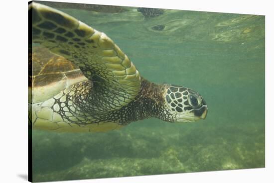 Green Sea Turtle-DLILLC-Stretched Canvas