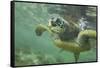 Green Sea Turtle-DLILLC-Framed Stretched Canvas