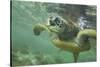 Green Sea Turtle-DLILLC-Stretched Canvas