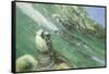 Green Sea Turtle-DLILLC-Framed Stretched Canvas