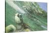 Green Sea Turtle-DLILLC-Stretched Canvas