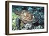 Green Sea Turtle-Georgette Douwma-Framed Photographic Print