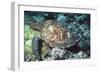 Green Sea Turtle-Georgette Douwma-Framed Photographic Print