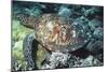 Green Sea Turtle-Georgette Douwma-Mounted Photographic Print