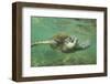 Green Sea Turtle-DLILLC-Framed Photographic Print