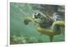 Green Sea Turtle-DLILLC-Framed Photographic Print