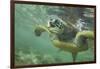 Green Sea Turtle-DLILLC-Framed Photographic Print