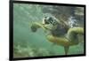 Green Sea Turtle-DLILLC-Framed Photographic Print