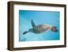 Green Sea Turtle-DLILLC-Framed Photographic Print