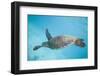 Green Sea Turtle-DLILLC-Framed Photographic Print