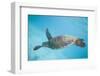 Green Sea Turtle-DLILLC-Framed Photographic Print