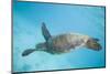 Green Sea Turtle-DLILLC-Mounted Photographic Print