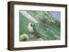 Green Sea Turtle-DLILLC-Framed Photographic Print