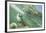 Green Sea Turtle-DLILLC-Framed Photographic Print