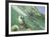 Green Sea Turtle-DLILLC-Framed Photographic Print