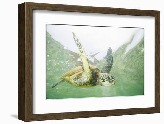 Green Sea Turtle-DLILLC-Framed Photographic Print