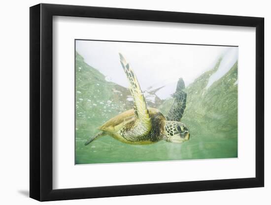 Green Sea Turtle-DLILLC-Framed Photographic Print