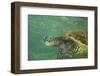 Green Sea Turtle-DLILLC-Framed Photographic Print