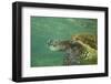 Green Sea Turtle-DLILLC-Framed Photographic Print