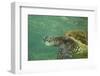 Green Sea Turtle-DLILLC-Framed Photographic Print