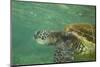 Green Sea Turtle-DLILLC-Mounted Photographic Print
