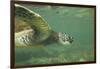 Green Sea Turtle-DLILLC-Framed Photographic Print