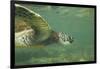 Green Sea Turtle-DLILLC-Framed Photographic Print