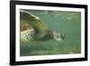 Green Sea Turtle-DLILLC-Framed Photographic Print