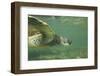 Green Sea Turtle-DLILLC-Framed Photographic Print