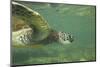 Green Sea Turtle-DLILLC-Mounted Photographic Print