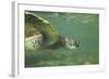 Green Sea Turtle-DLILLC-Framed Photographic Print