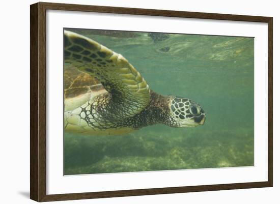 Green Sea Turtle-DLILLC-Framed Photographic Print