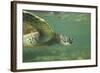 Green Sea Turtle-DLILLC-Framed Photographic Print