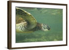 Green Sea Turtle-DLILLC-Framed Photographic Print