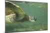 Green Sea Turtle-DLILLC-Mounted Photographic Print