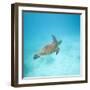 Green Sea Turtle-DLILLC-Framed Photographic Print