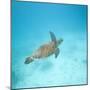 Green Sea Turtle-DLILLC-Mounted Photographic Print