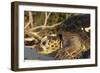 Green Sea Turtle-null-Framed Photographic Print