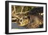 Green Sea Turtle-null-Framed Photographic Print